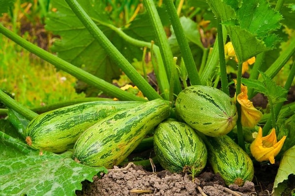 Lebensmittel aufbewahren