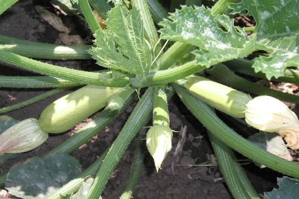 Zucchini Eierstock