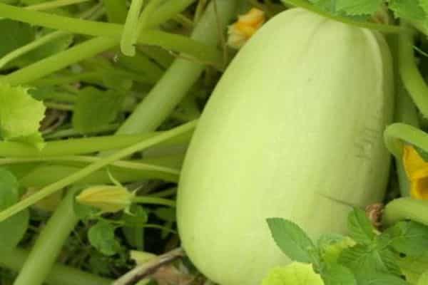 flowering squash