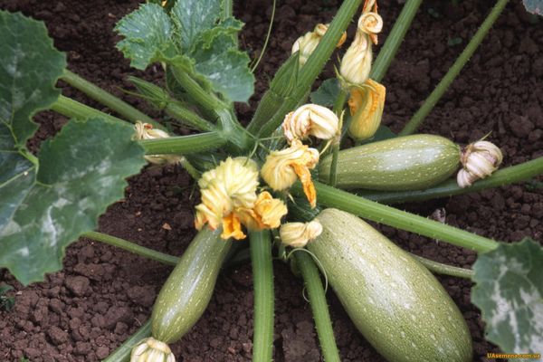 zucchini on the floor
