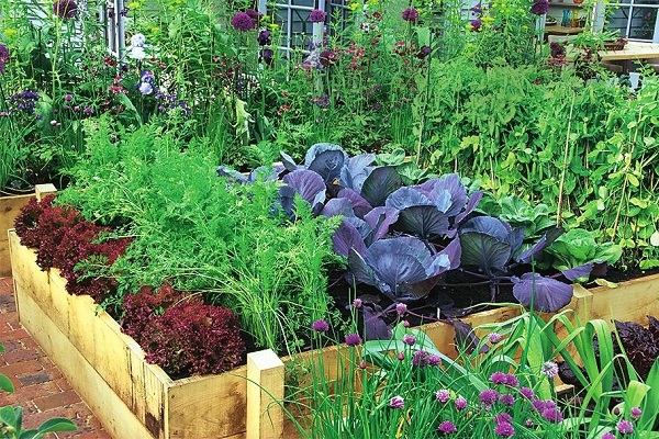 Comment et quand planter correctement des pois avec des graines en pleine terre
