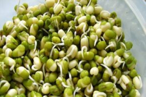 Како брзо клијати сјеме грашка код куће, његове користи и штете