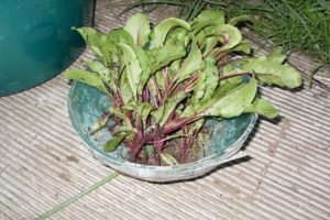 Hur man transplanterar rödbetor efter gallring i det öppna fältet