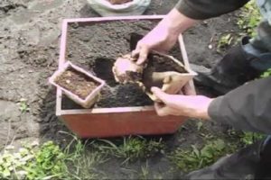 Cómo cultivar y cuidar el jengibre en campo abierto y cuándo cosechar