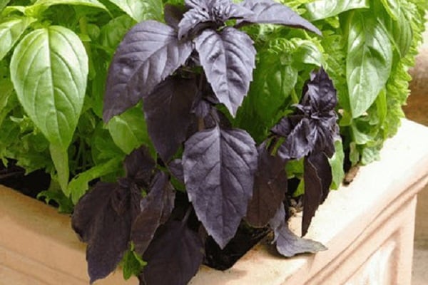 cultivar albahaca