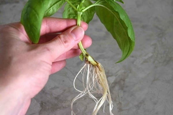 la planta vivirá