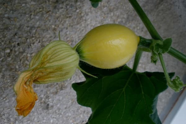 تربة مغذية