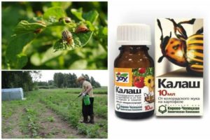 Instruktioner för användning av Kalash mot Colorado potatisbagge