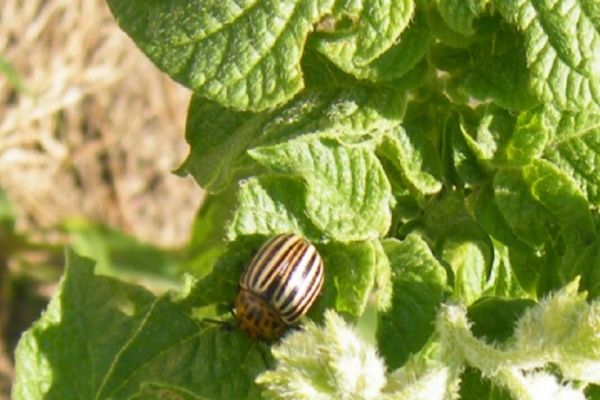 Instruções para o uso de Kalash contra o besouro da batata do Colorado