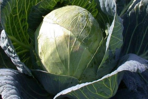 Kohl Hoffnung