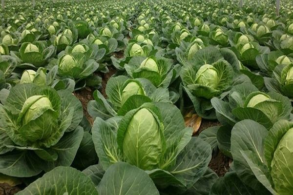 Kohl in den Betten