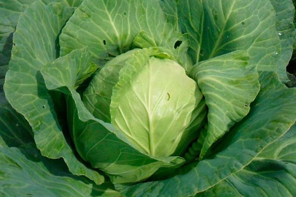 wachsender Kohl