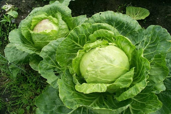kryžmažiedės blusos