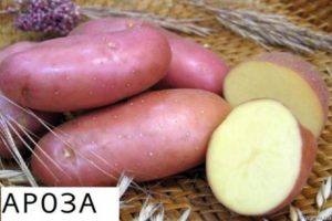 Beschreibung der Kartoffelsorte Arosa, Anbaueigenschaften und Ertrag