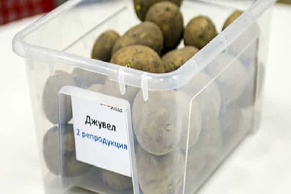 σκαμμένο για αποθήκευση