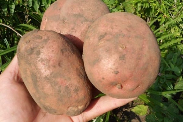 Irbit potatoes