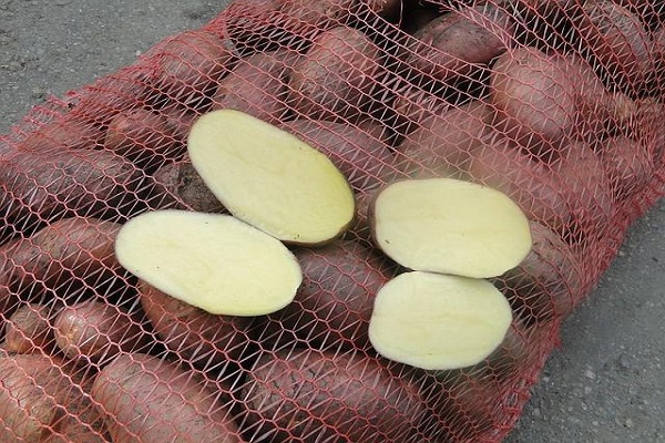 type of tubers