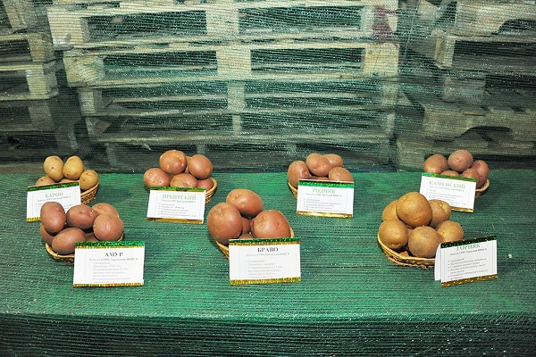 seed material