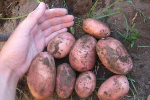 growing varieties