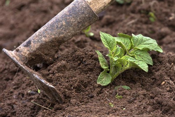 soil loosening