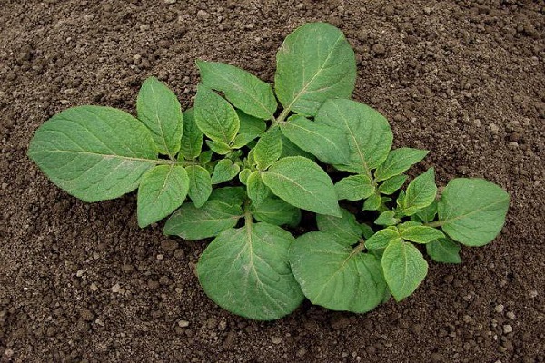 fast growing weeds