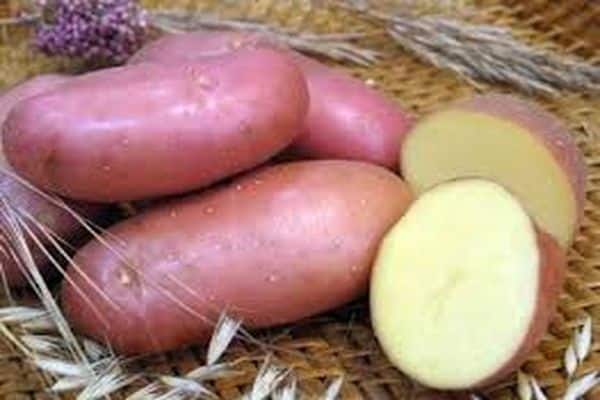 cultivo de patatas