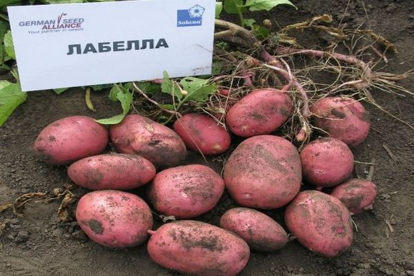 картофи с етикет