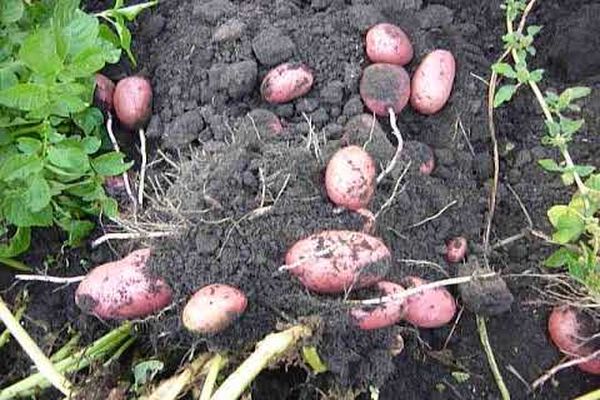 Kartoffeln im Boden