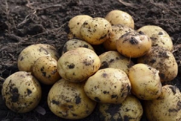 Lasunok potatoes