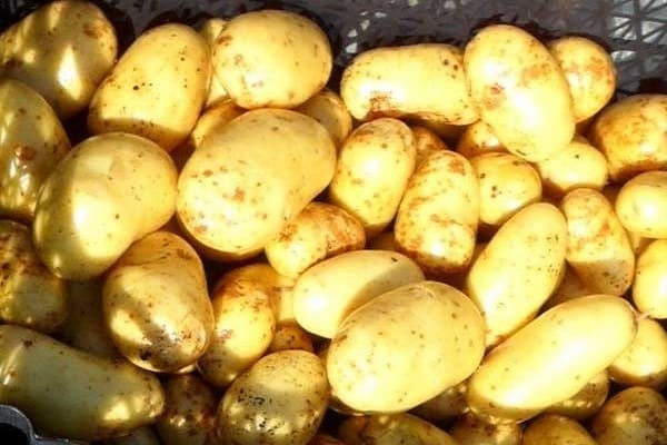 латона картофи