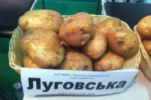 Beschreibung der Kartoffelsorte Lugovskoy, Anbaueigenschaften und Ertrag