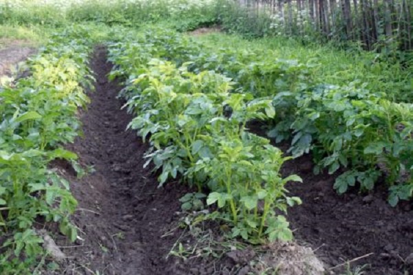 smooth tubers
