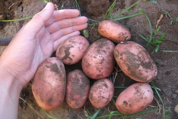 German breeding