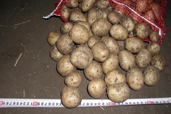 обрадни слој