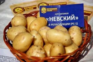 Опис сорте кромпира Невски, његове карактеристике и принос