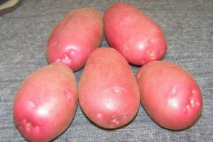 Описание на сорта картофи Ryabinushka, характеристики на отглеждане и добив