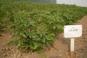 Descrição da variedade de batata Scarb, características de cultivo e cuidados