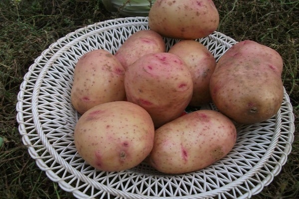dom-fafe de batata