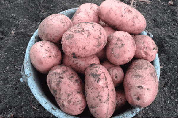 o nome da batata