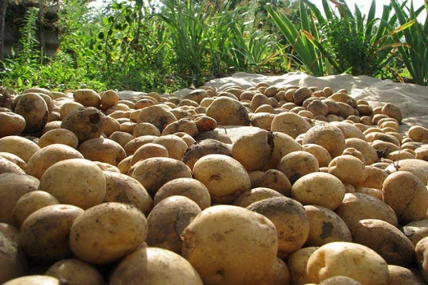 pozytywne cechy