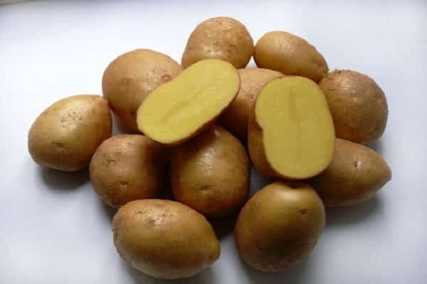 zasady opieki