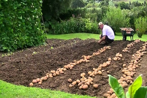 Mann mit Kartoffeln