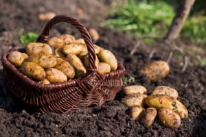 Beschreibung der Kartoffelsorte Zorachka, Merkmale des Anbaus und der Pflege