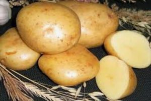 Description de la variété de pomme de terre Gala, caractéristiques de culture et d'entretien