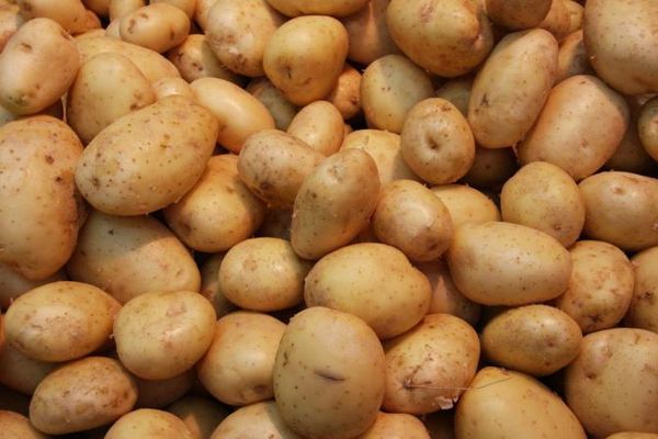 viele Kartoffeln