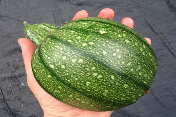 rund squash