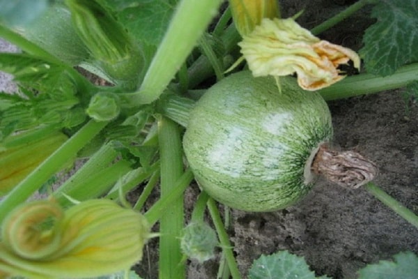 courgette er ikke finurlige