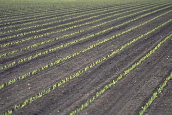Tecnologia de cultivo de milho para silagem, colheita, variedades e produtividade