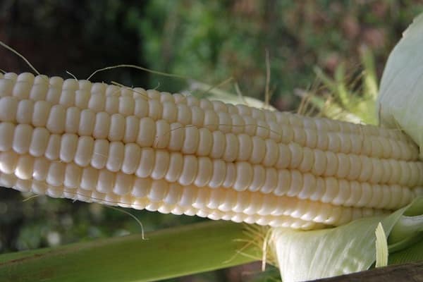 híbridos de milho