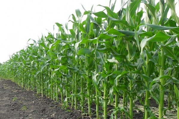 tecnologia de cultivo